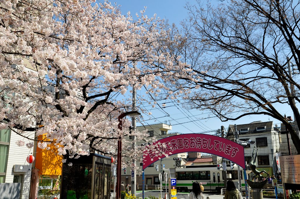 Arakawa Yuen / あらかわ遊園: さくら by Kangoo_