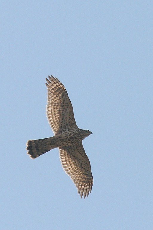 Goshawk 2007.09.30 by Sanya_S