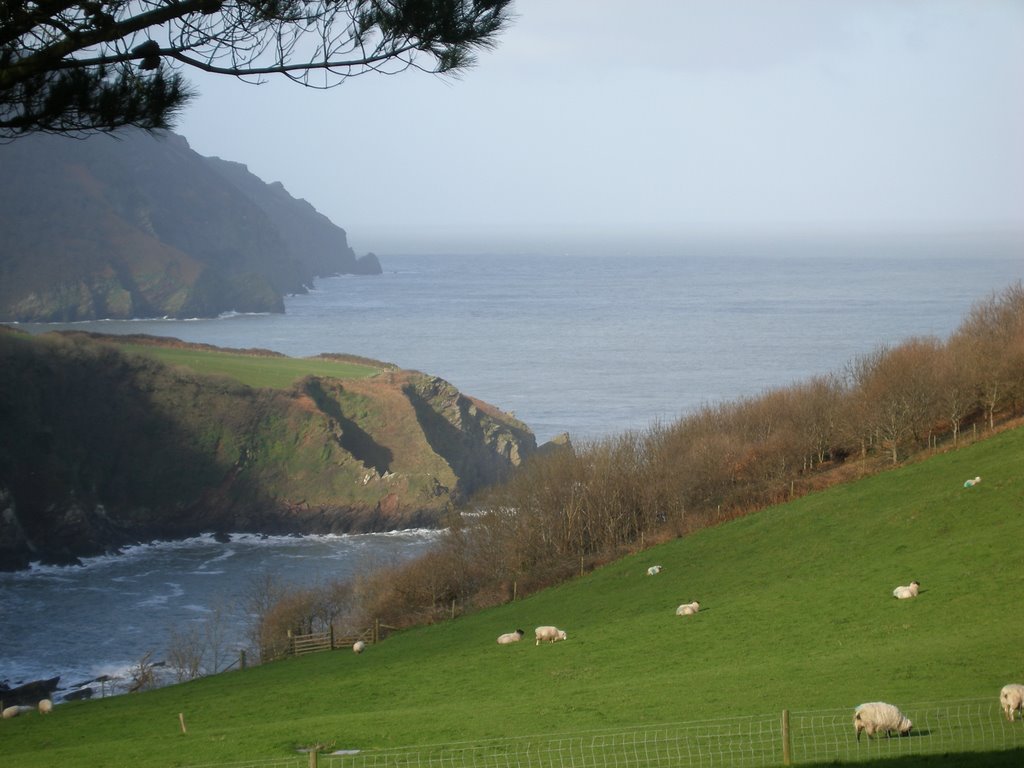 Lee Abbey - sheep in the field by wendyemlyn