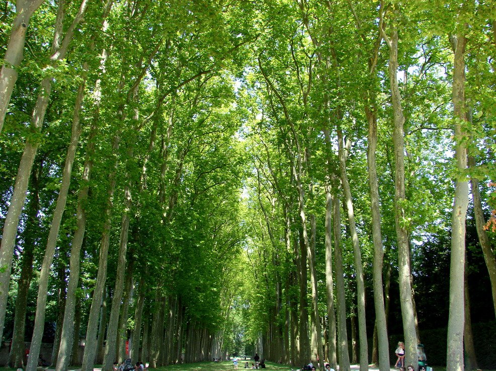 Versailles-Beauty...! by Rami Al-Khayer