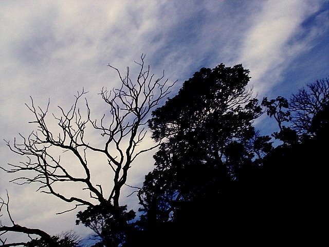 Cerrado de Pirenópolis by Marcos Vinicius Ribe…