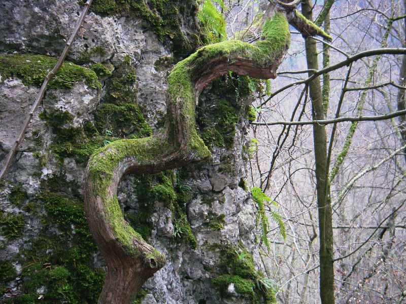 Seltsamer Baum auf der Birg by Stefan_G.