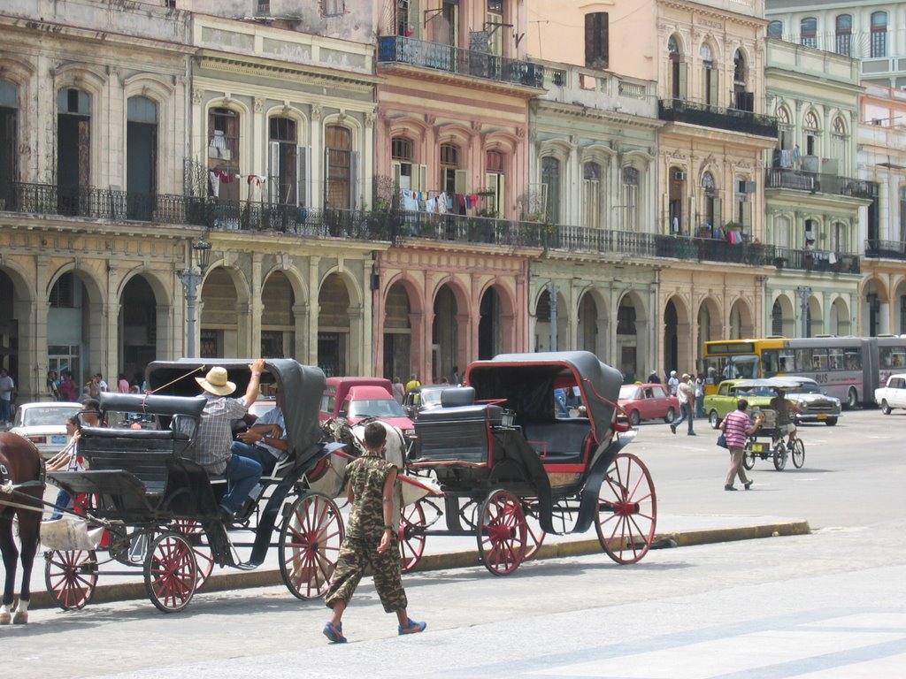 Horses in front of the Capitolio by Kresimir Opalk