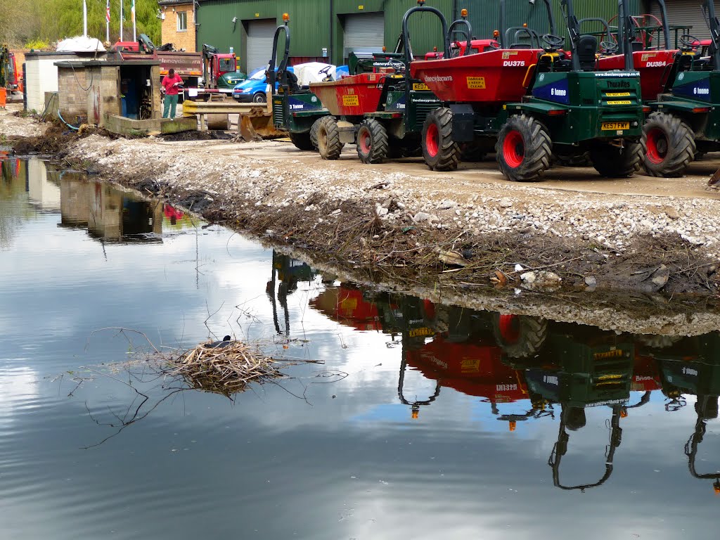 What a place for a moorhen to nest by Nick Weall