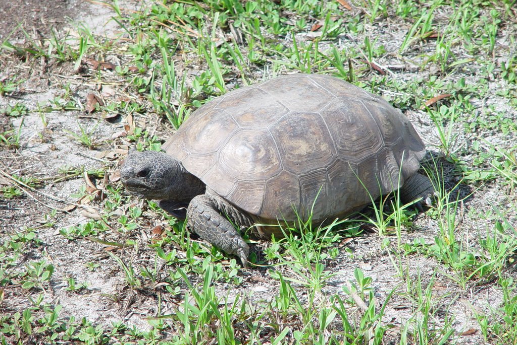 Gopher tortoise, Starkey wilderness park, Florida (6-6-2007) by Ken Badgley