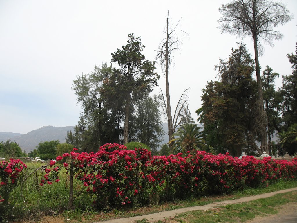 Rosas camino al cementerio, Rinconada de los Andes by maul_cl