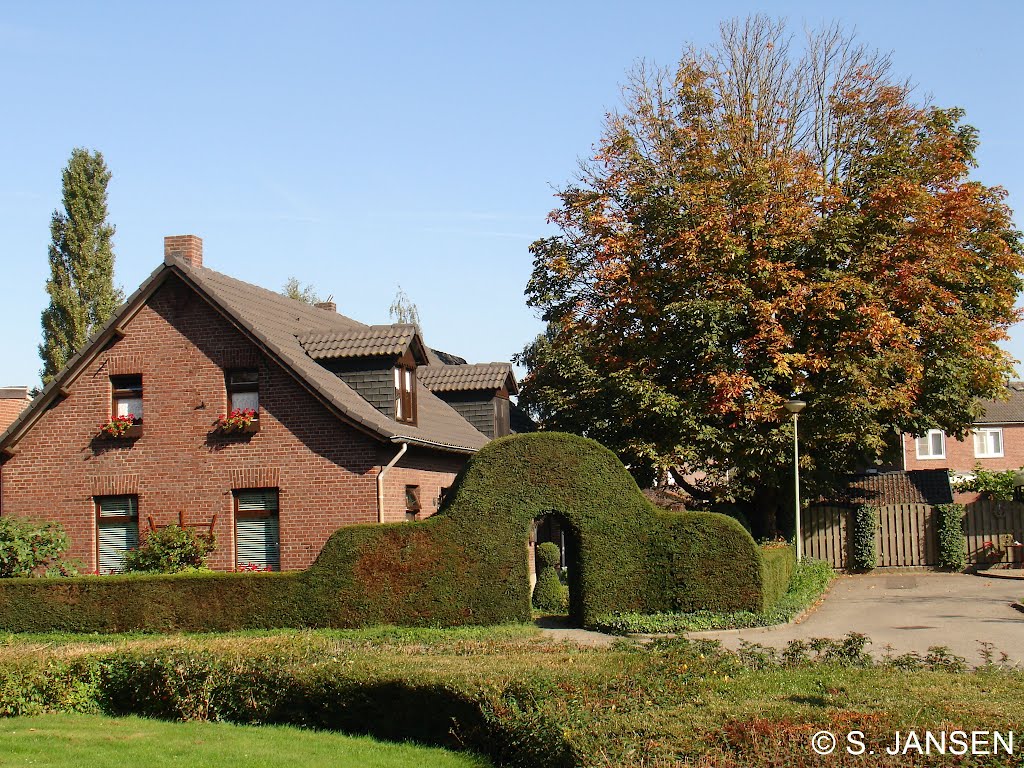 Karakteristieke Paardenkastanje in Posterholt. by steven jansen