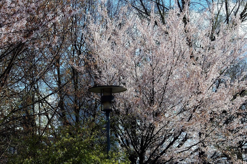 Frühling auf dem Werder III by Elbin_MD