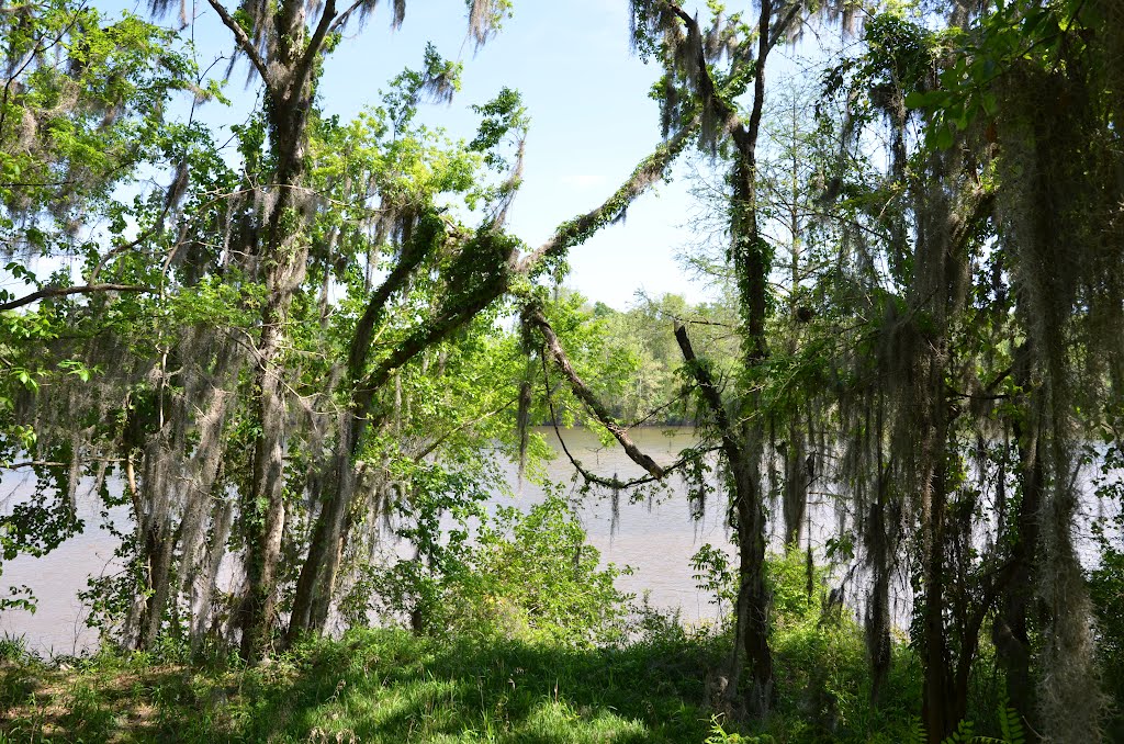 Alabama River by wmr36104