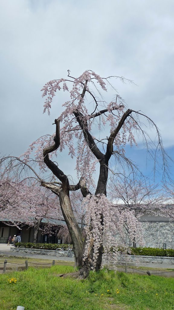 2012.4.6 正門前駐車場横のしだれ桜（名古屋城） by H.Katayama