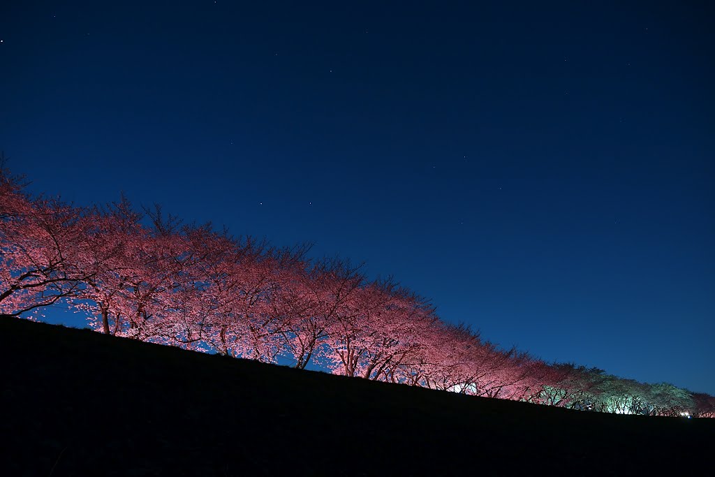 SAKURA WAVE by Tsuru