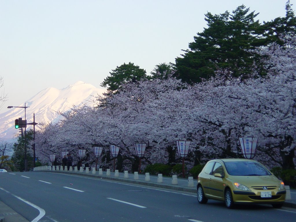 弘前城　桜並木と岩木山 by happycanyon