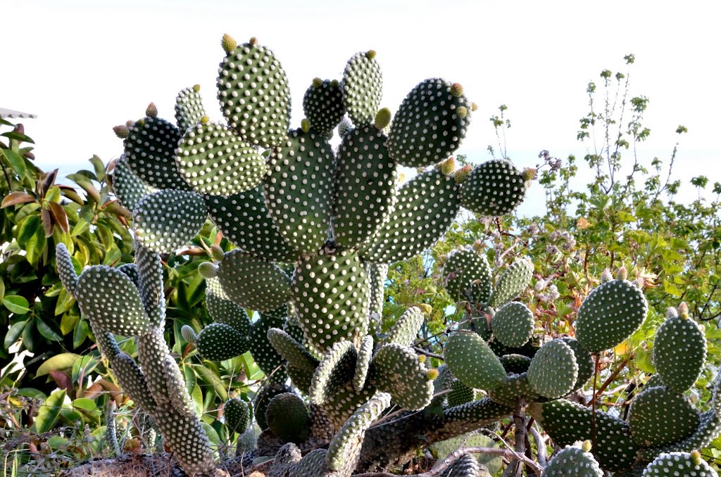 Opuntia microdasys (Lehmann) Pfeiffer forma albata ( = albispina ) Mexico central and northern Mexico cultivar V - VI by violapinnata