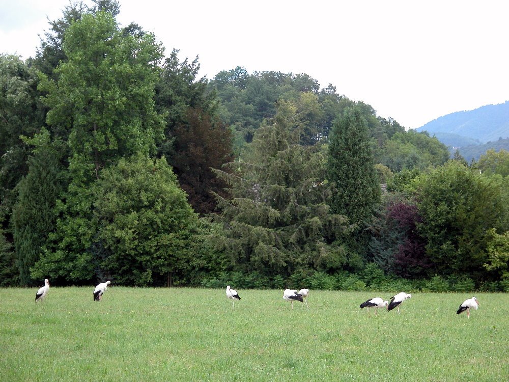 Storks at the field by Laileen Günther