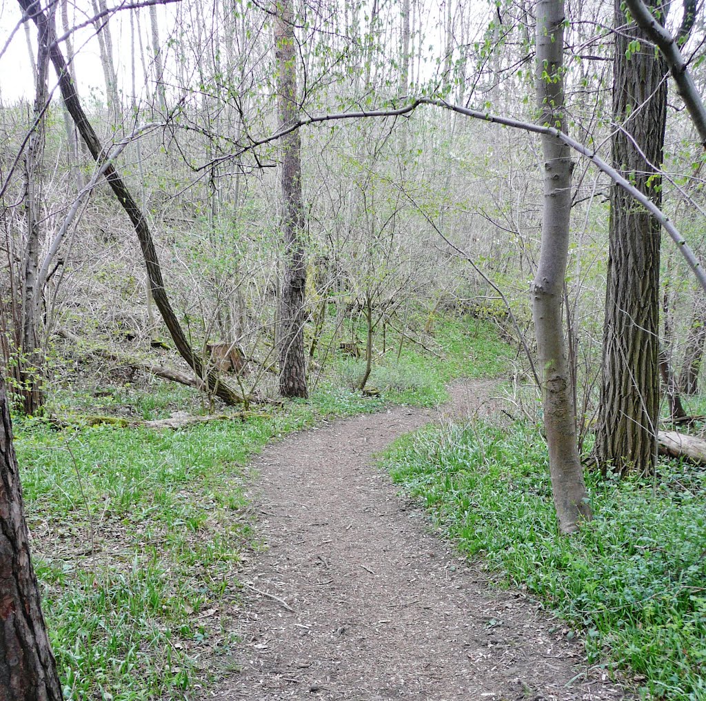 Waldweg zwischen Freiberg und dem Feuerbachtal by Qwesy