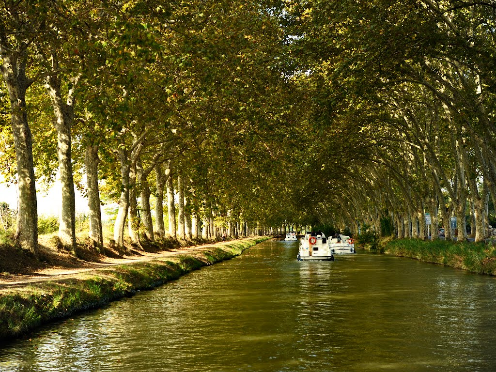 Allées de platanes sur le Canal du Midi - Portiganes - Canal du Midi, Languedoc-Roussillon, France by Canalous Guidemar