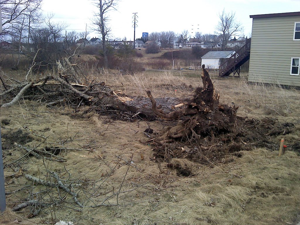 Dead Tree by Frankie MacDonald