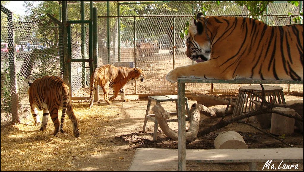 Zoo de Luján: dentro de la jaula de los tigres by Mal@cal  :)