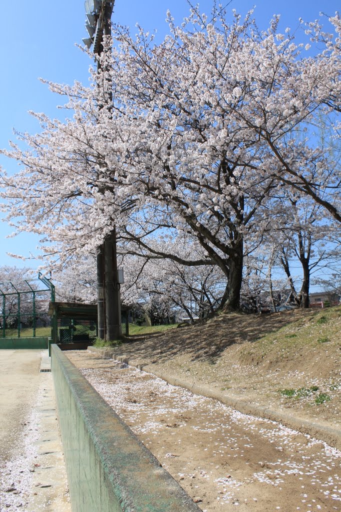 宇土市民グラウンドの桜 by 電脳住職