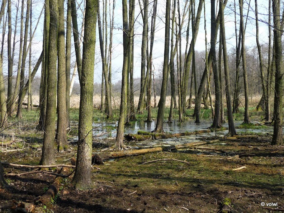 Wald am Bogensee by volwi