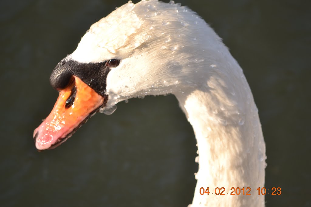 Un cygne dans le froid by yannisb2000