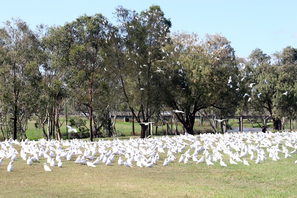 After summer rains come summer plagues: Corellas by Peacebuilders International