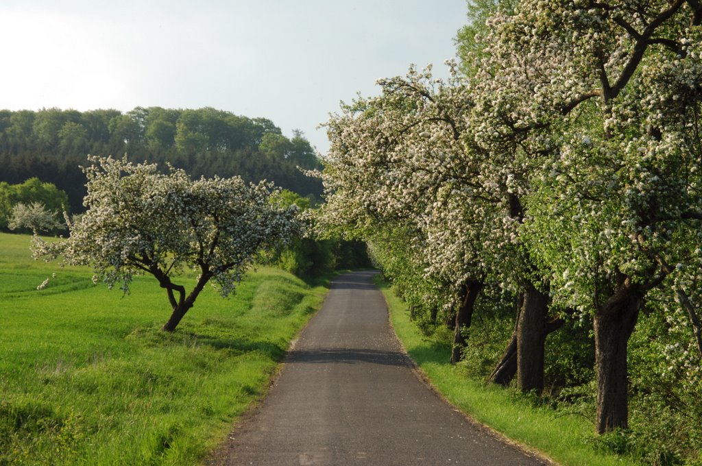 Eisenscharte - Südseite; Obstblüte (TR) by Thomas Rommel