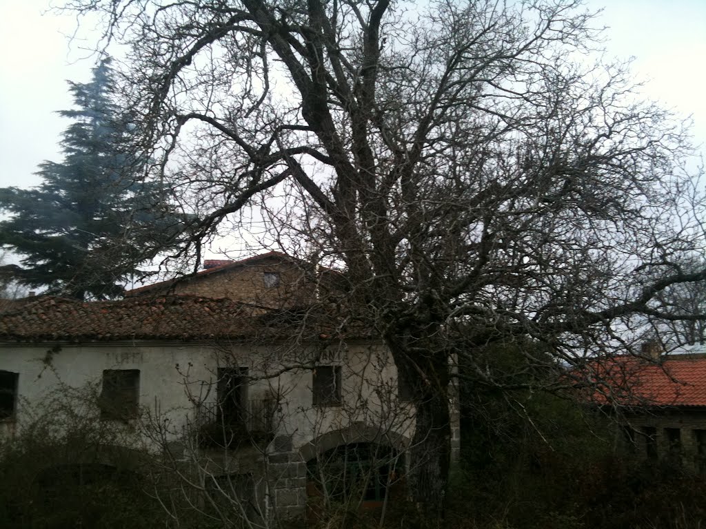 Castaño en la Av. de Las Batuecas, La Alberca by travesierra