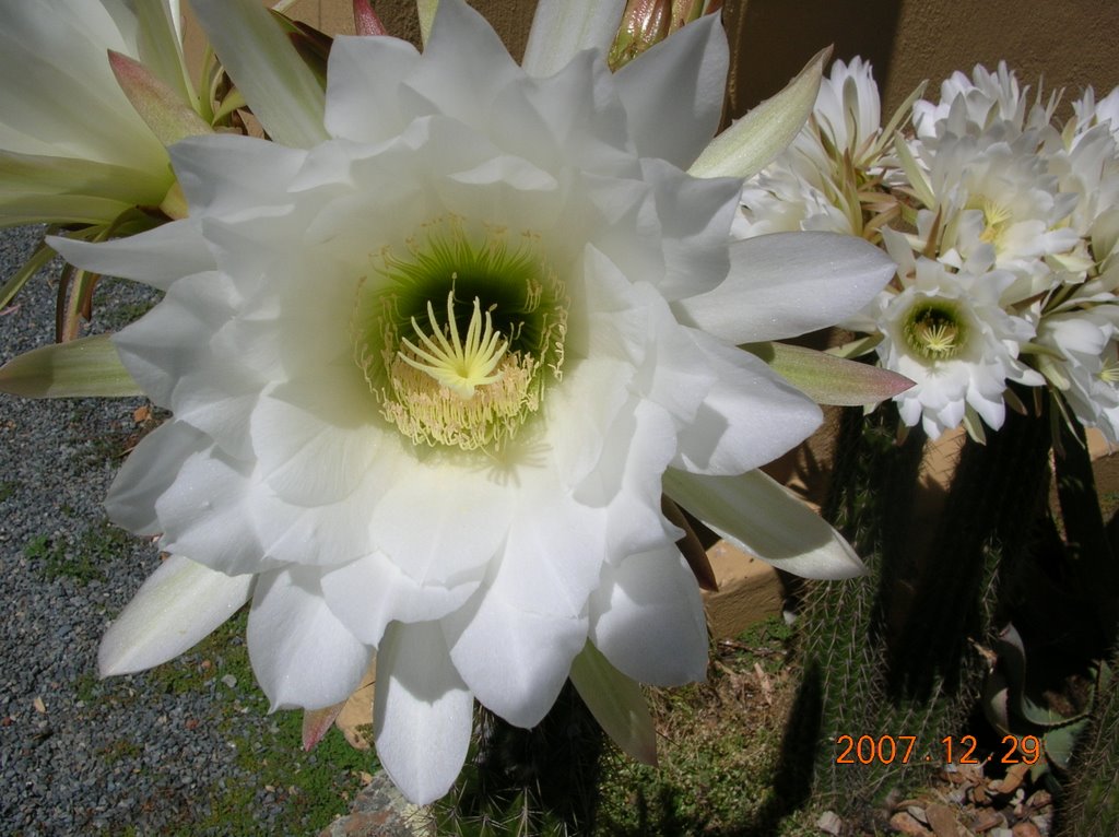 Organ Cactus: Matroosberg Station by Ferdi Nell