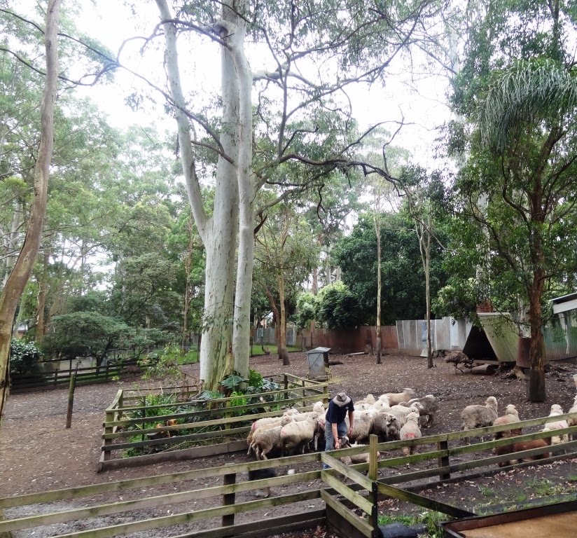 Koala Park - West Pennant Hills NSW 2125, Australia by jmsbandara