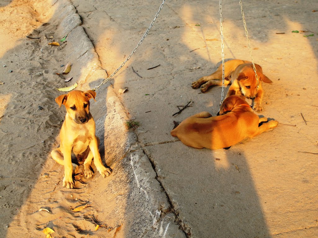 Phú Quốc Dogs - Chó Phú Quốc by Che Trung Hieu