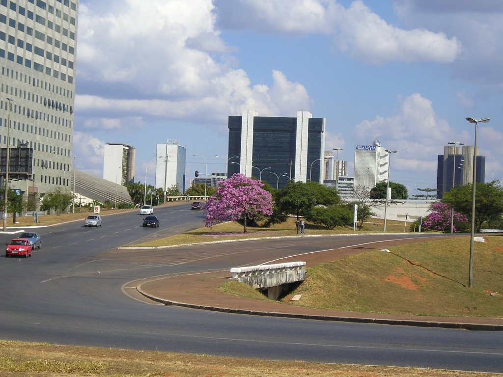 Ipê - Brasília by Hélder Borges