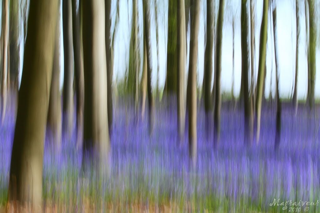 Flou arbres © Canon 70-300mm IS by Magraiveur Marc