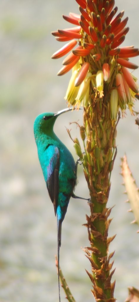 Malachite Sunbird on Aloe by Ferdi Nell