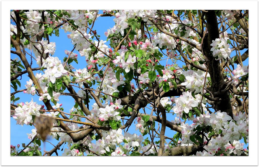 Genzano di Roma - Fiori - gillos by Sergio “gillos” Teo