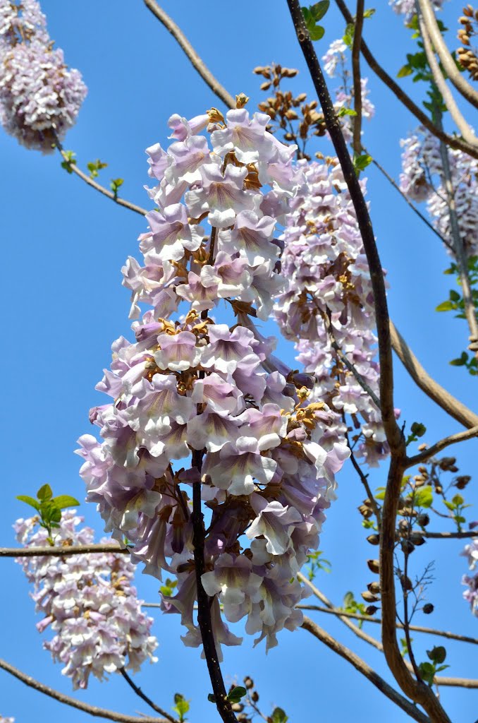 Paulownia tomentosa (Thumb. ex Murray) Steud - Scrophulariaceae (Syn. P. imperialis). Cina centrale e occidentale; naturalizzata negli U.S.A. atlantici, in Svizzera e in Italia avvent. IV - V (X -) XI by bruno baudino