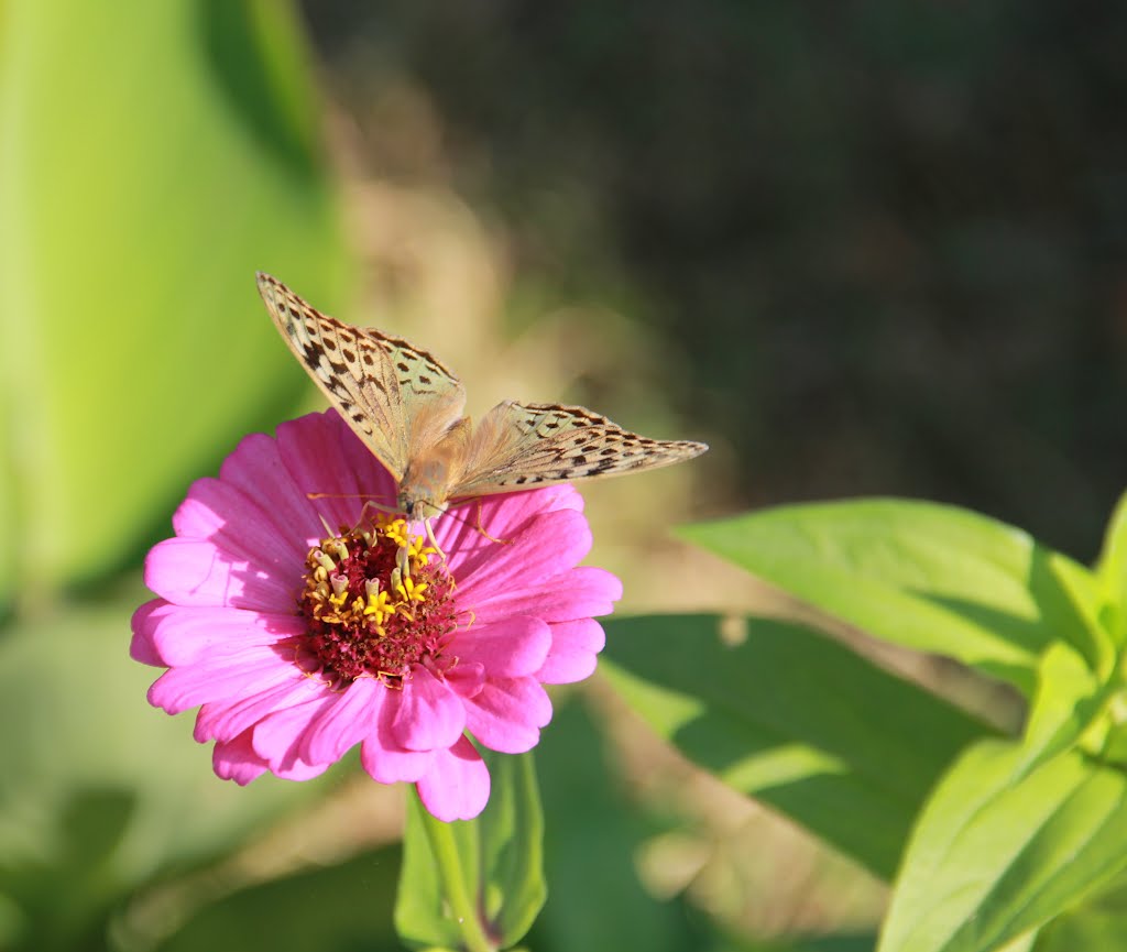 Flower and butterfly by Aleksey Voronov