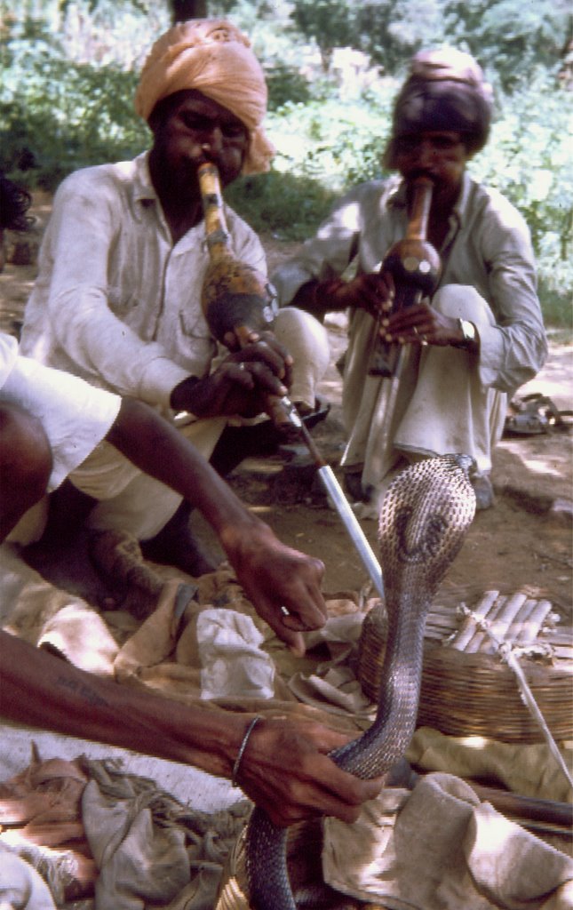 Snake charmers 2 1973 by kbri71