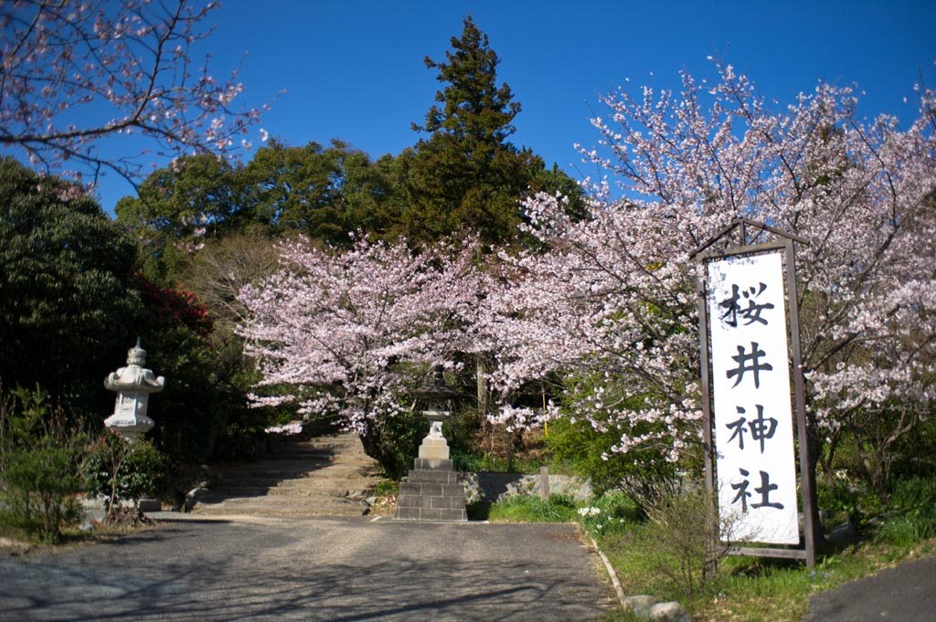 桜井神社/桜 Sakurai Shrine/Cherry Blossoms by 石津安信