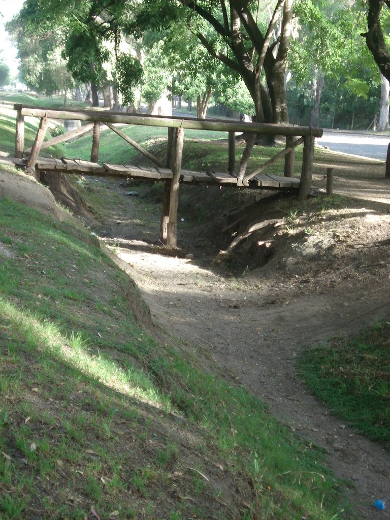 BOSQUE PLATENSE, ARGENTINA. by Malva