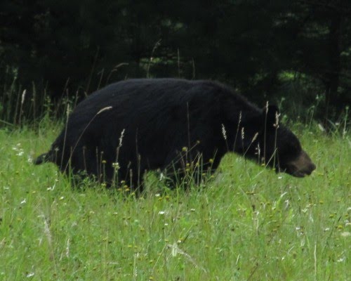 Mother Bear in Cades Cove doing what bears dodo by GlennWhiteETN