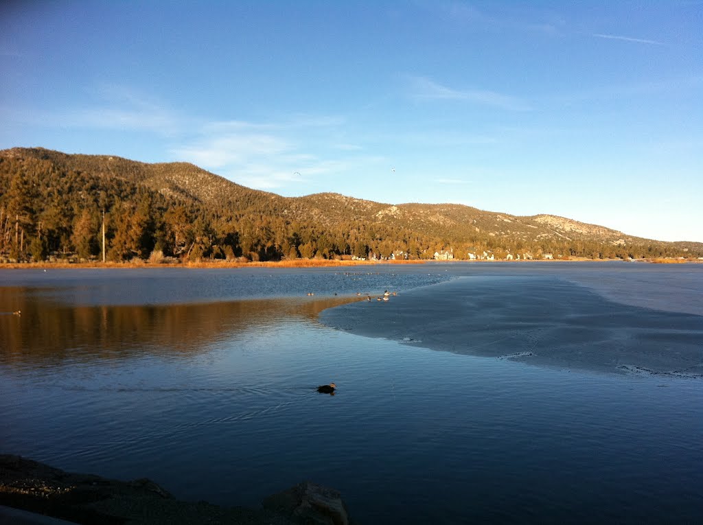 Dabbling ducks swimming in the cold waters of the Big Bear Lake by tpolancoperez