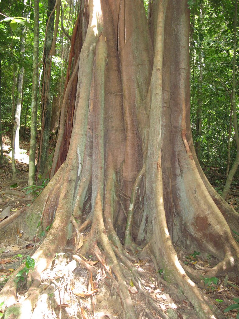 Langkawi, near waterfall, tree by Igor Goncharov