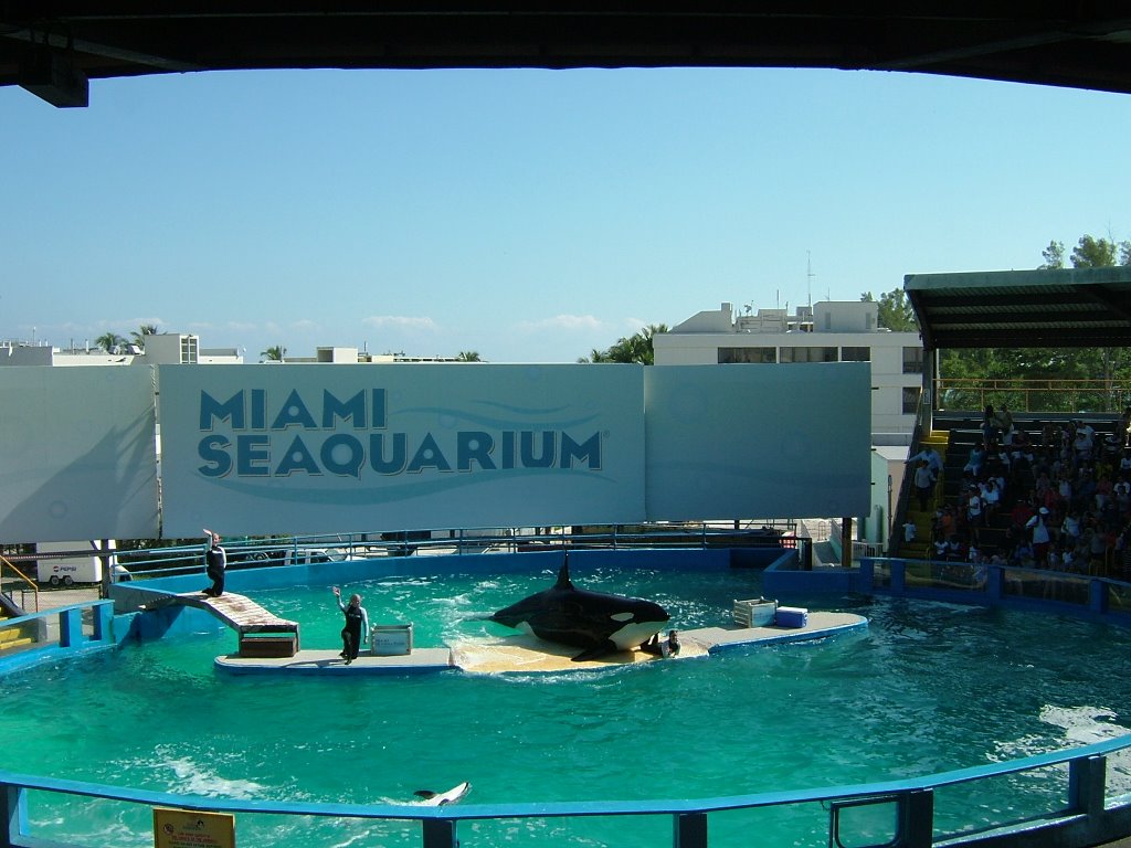 MIAMI SEAQUARIUM by schimmi