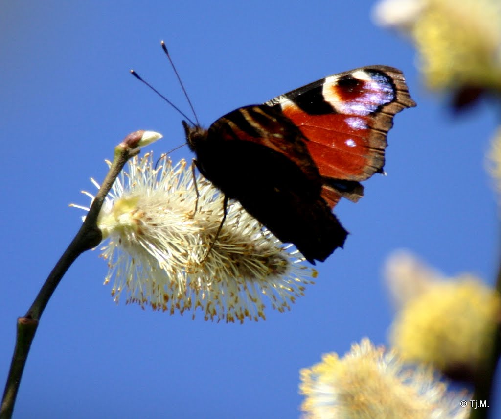 Signs of spring. by Tjeert.Mensinga ©