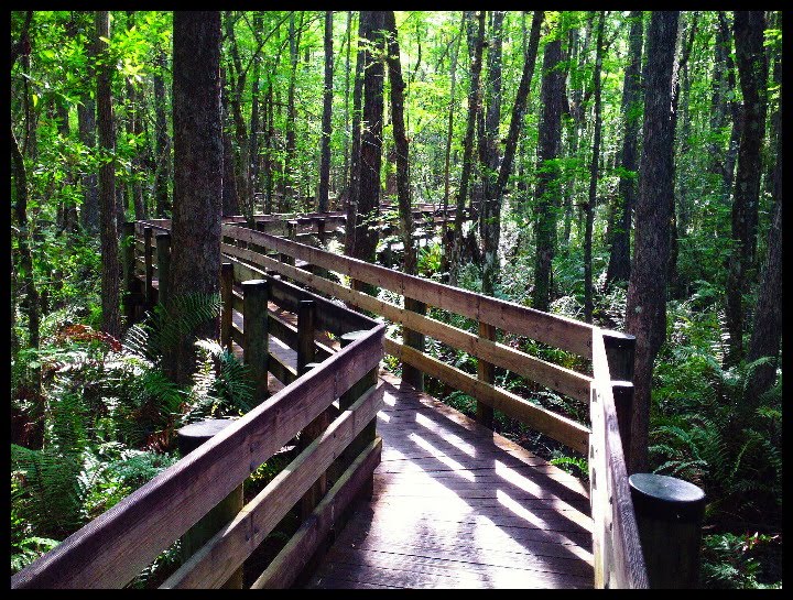 Zig Zag Boardwalk by CrypticCRICKET