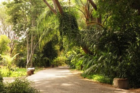 Veredas interiores del Jardín. by JBCuliacan