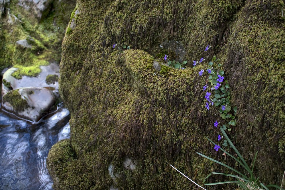 Flowers, Tollymore Forest Park by Reconstructing Light…