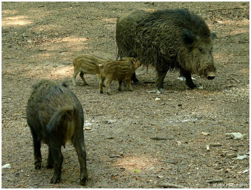 Wildschweine in den Meller Bergen by gonzman