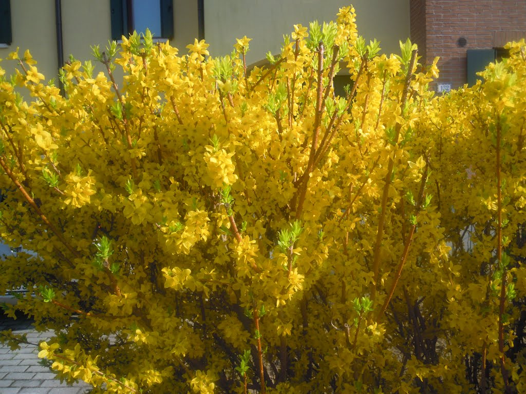 I colori della natura: Giallo by LucaPery